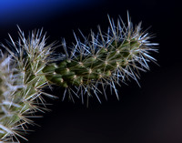 Cactus 2300