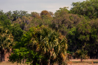 Everglades 6417