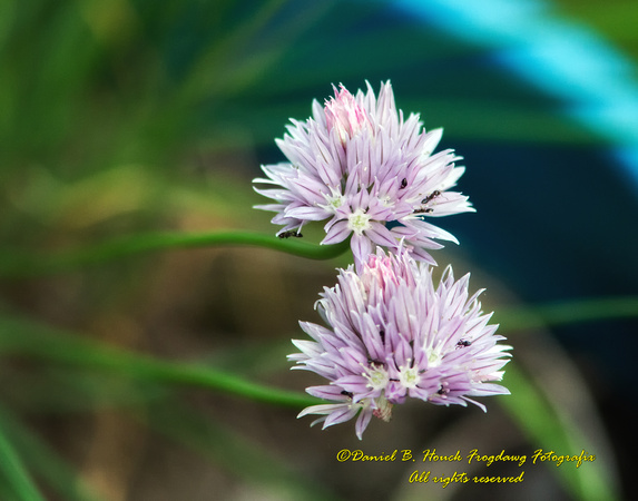 Chive Blooms with Ants 593