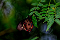 Butterfly 8298 lt