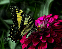 Tiger Swallowtail II