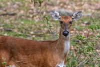 Everglades Deer 6734