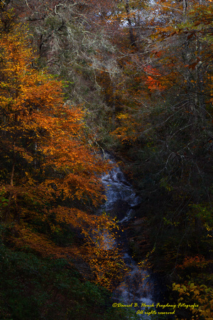 Pisgah National Forest 2856