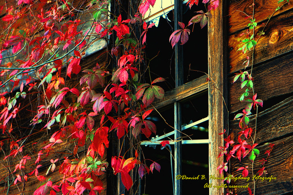 Autumn Vines and Broken Window