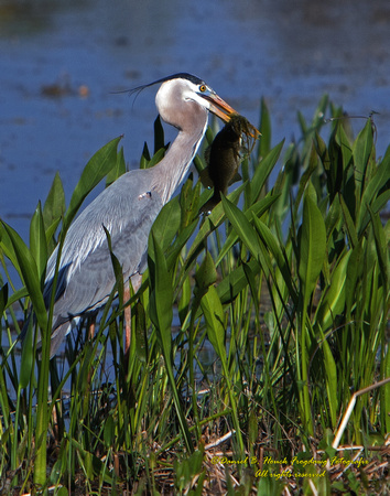 GBH 0965