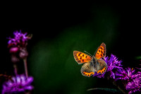 GSMNP Cataloochee Butterfly 8917
