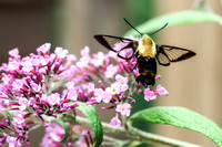 Yellow Clearwing 3635