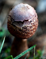 Fungi 1340v
