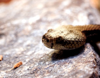 Rattlesnake 7806