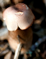 Fungi 1346