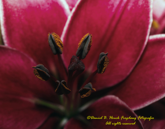 Biltmore Garden 1236 032112