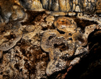 Linville Caverns 2539