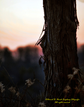 Sundown Tree