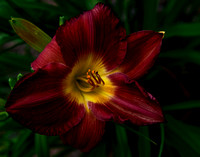 Day Lily 0177
