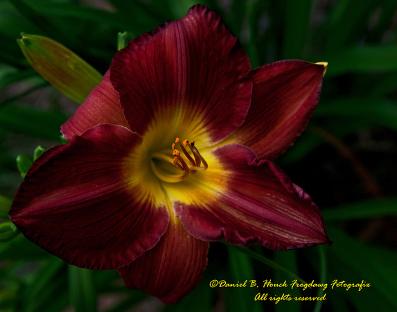 Day Lily 0177