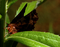 Woodland Camo Moth