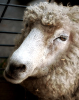 Sheep 7798