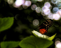 Butterfly Banquet