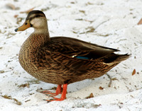 Duck 6444