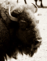 Buffalo Sepia