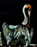 Pelican 1100
