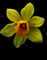 Daffodil 9048