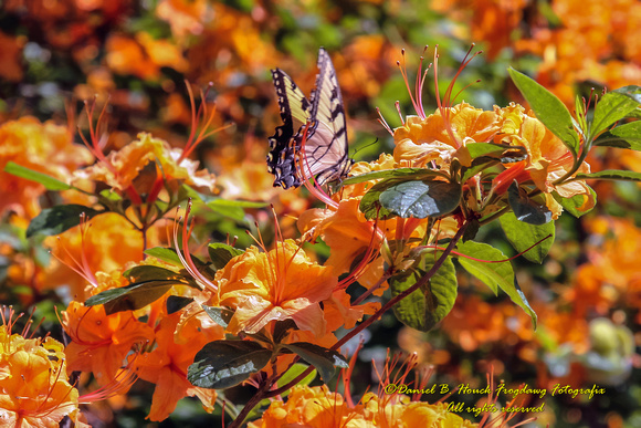 Swallowtail and Flame Azaleas