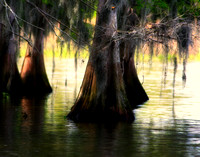 Cypress Swamp 6650